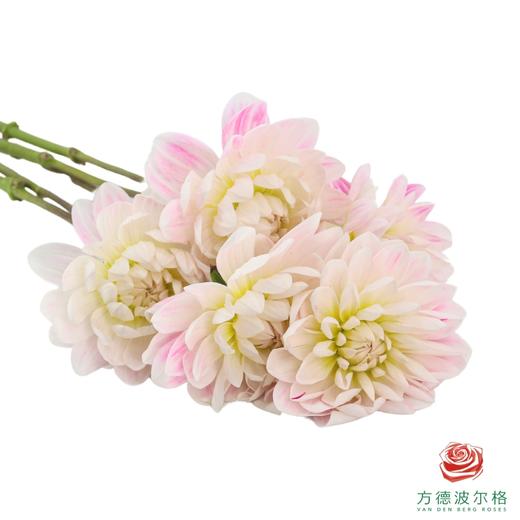 大丽花-凯尔盖安 商品图2