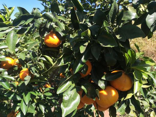 有机沃柑5斤装（果径60mm+） 商品图2