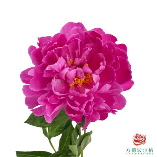 芍药 红莎拉 商品图0