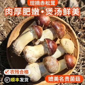 鲜美赤松茸  新鲜菌菇  蘑菇煲汤  菌香浓郁 农家大头盖菇鲜蘑菇 应季蔬菜300g