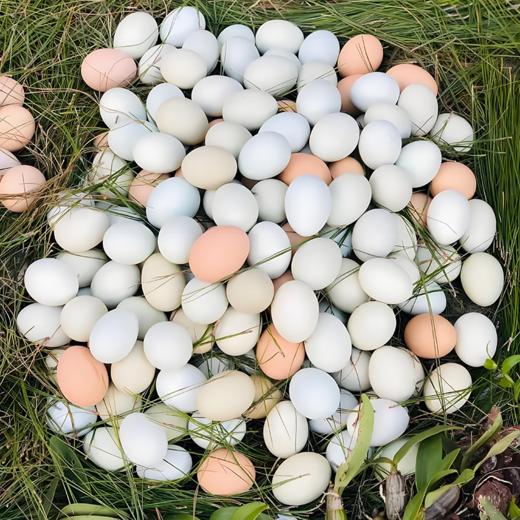 八乡山原生态土鸡蛋 商品图5