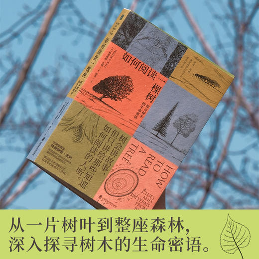 如何阅读一棵树：探寻树木的生命密语 商品图3