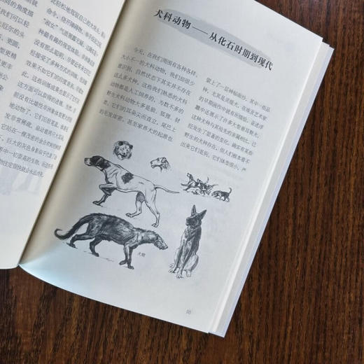 千古生命史（纪念版） 商品图3