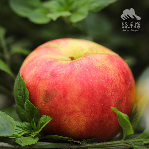 生态新世纪苹果 | 合作生产 *Ecological New Century Apple| Partner Production 商品图3