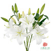 百合-赞比西 5枝一扎 商品缩略图0