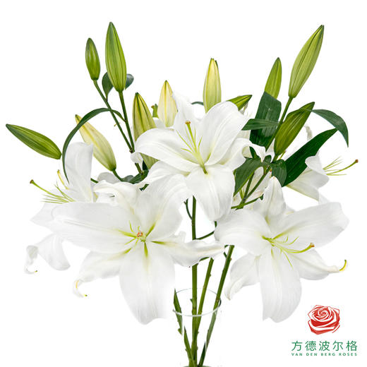 百合-赞比西 5枝一扎 商品图0