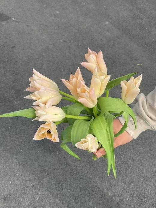 精选鲜切花香奈儿郁金香9支 商品图3