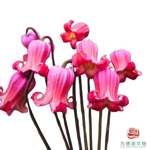 铁线莲 耳珰 商品图0