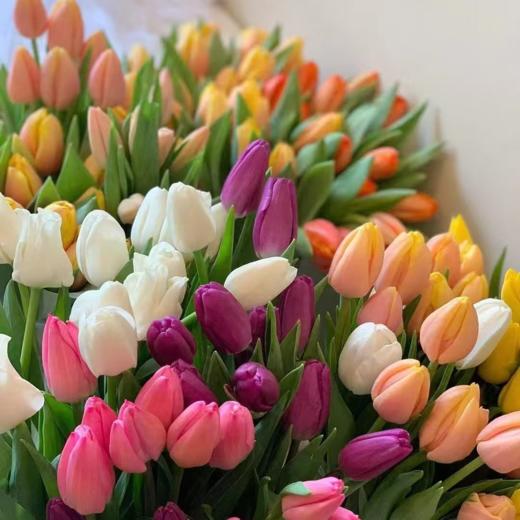20枝郁金香 单色随机 | 新客福利 商品图2