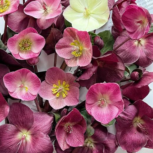 兔葵丨红色丨4-6支 商品图1