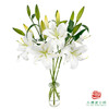百合-赞比西 5枝一扎 商品缩略图2