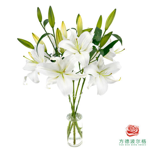 百合-赞比西 5枝一扎 商品图2