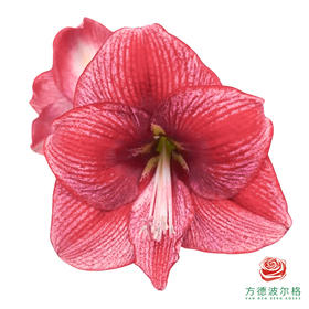 朱顶红切花 伯爵夫人  2枝/扎