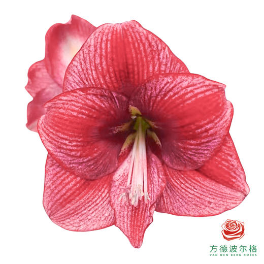 朱顶红切花 伯爵夫人  2枝/扎 商品图0