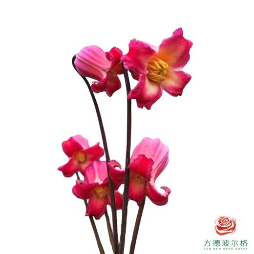 铁线莲 耳珰 商品图1