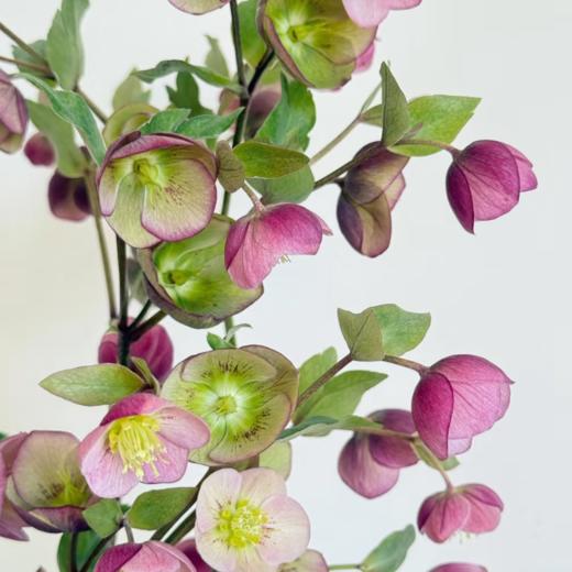 兔葵丨小铃铛丨4-6支 商品图0