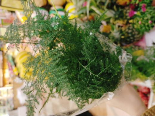 文竹一盆 商品图0