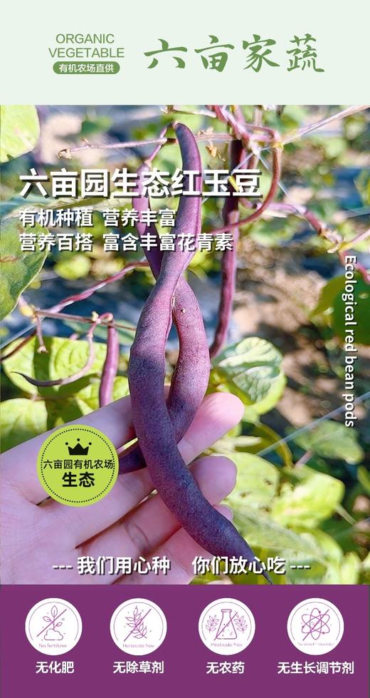 生态 | 六亩园生态白棒豆角（白不老豆角，白芸豆角） 商品图1