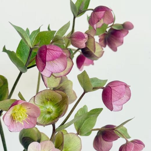 兔葵丨小铃铛丨4-6支 商品图2