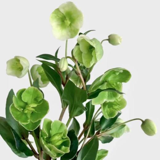 兔葵丨绿色 丨4-6支 商品图0