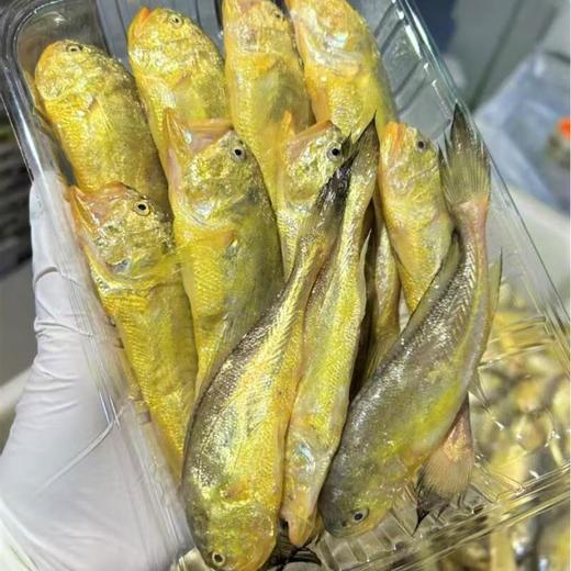 舟山港口梅童鱼一件代发 2斤/份（11头左右/斤） 商品图0