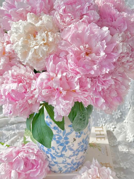 芍药丨A级莎拉丨新西兰进口 商品图1