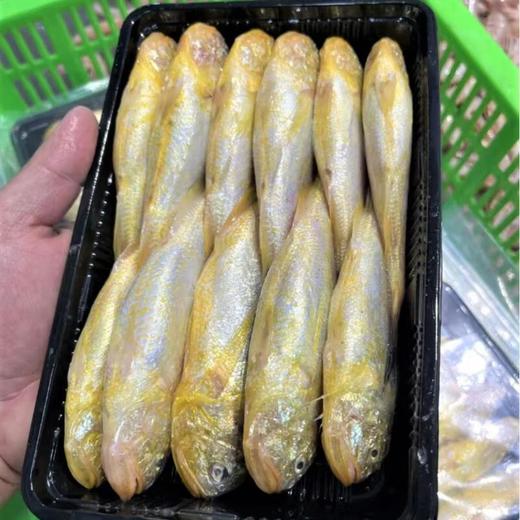 舟山港口梅童鱼一件代发 2斤/份（11头左右/斤） 商品图1