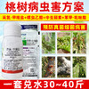 桃树病虫方案螺虫乙酯果树柑橘介壳虫蚜虫蓟马专用杀虫剂套餐正品 商品缩略图4