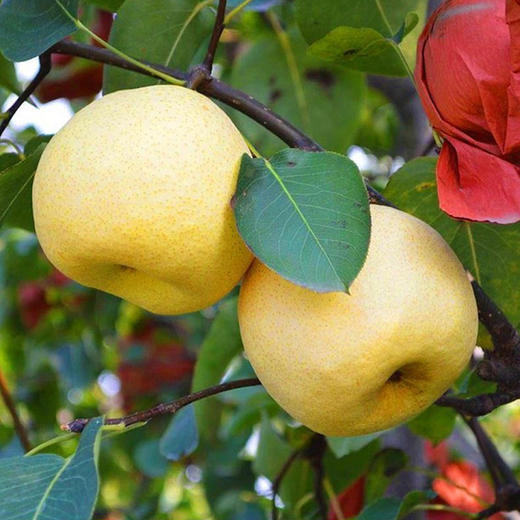 贡梨脆甜多汁  皮薄肉厚  新鲜 清脆  多汁甘甜 可做冰糖雪梨  ，雪梨银耳汤  现摘现发 商品图2