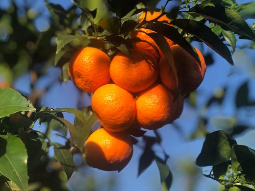 有机沃柑5斤装（果径60mm+） 商品图1