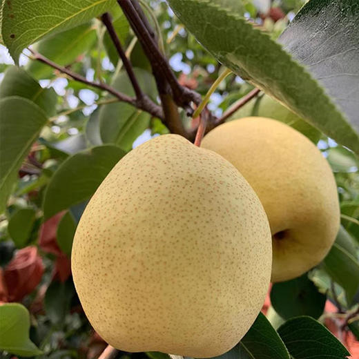 贡梨脆甜多汁  皮薄肉厚  新鲜 清脆  多汁甘甜 可做冰糖雪梨  ，雪梨银耳汤  现摘现发 商品图1