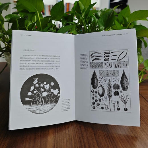 发酵食物 商品图4