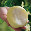 贡梨脆甜多汁  皮薄肉厚  新鲜 清脆  多汁甘甜 可做冰糖雪梨  ，雪梨银耳汤  现摘现发 商品缩略图3