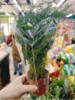 文竹一盆 商品缩略图1