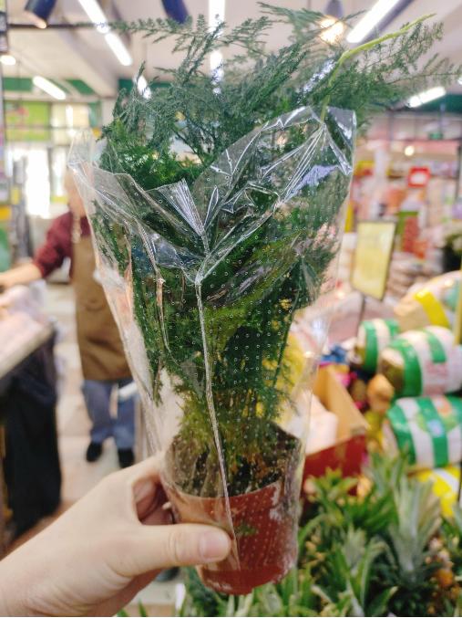 文竹一盆 商品图1