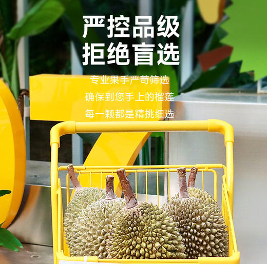 【BF】猫山王榴莲整果BC级 约2-2.5斤(保3房) 商品图6