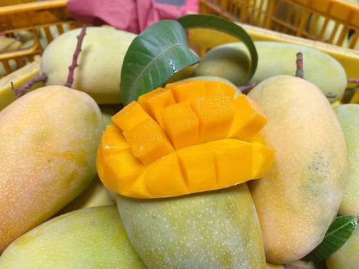 海南金煌芒芒果4.5-5斤大果（单果400g+） 商品图0