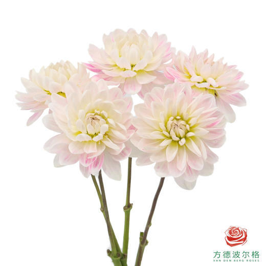 大丽花-凯尔盖安 商品图1