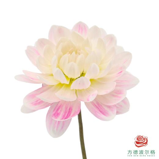 大丽花-凯尔盖安 商品图0