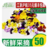 三色堇1*5g 商品缩略图0