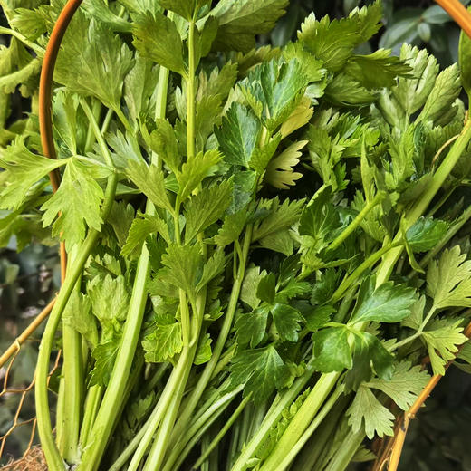 【本地蔬菜】药芹500g 商品图5