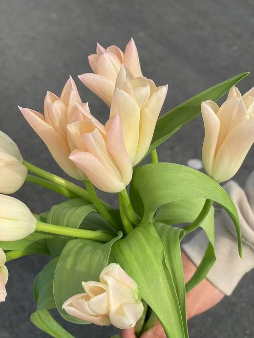 精选鲜切花香奈儿郁金香9支 商品图5