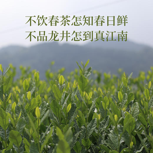 果壳原产地溯源！（任选2件享羊脂白玉茶具一套）翁炳铨 明前狮峰西湖龙井125g【西湖狮峰核心产区 金奖品质】【产地官方认证标 一物一码可溯源】配礼袋  预售3.25左右陆续发货 商品图5