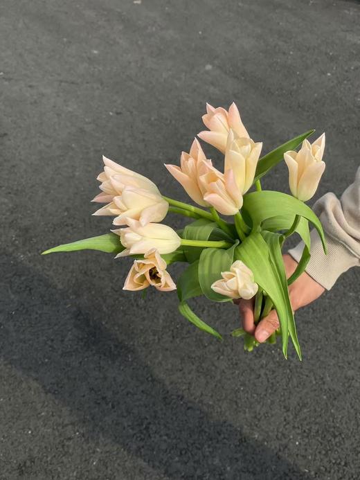 精选鲜切花香奈儿郁金香9支 商品图4