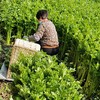 有机西芹 3斤 5斤 9斤  口感清脆、营养丰富 商品缩略图2