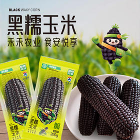 甄棒同学黑糯玉米2箱装  180-220g/支   绿色食品0添加减脂代餐棒