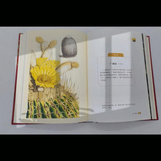 至美邱园·馆藏手绘植物图谱（观赏类） 商品图3