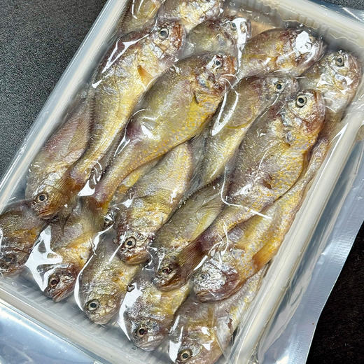 【康在此】黄海野生新鲜梅童鱼 大头宝 肉质细腻鲜嫩 入口即化 零冰衣发货 商品图2