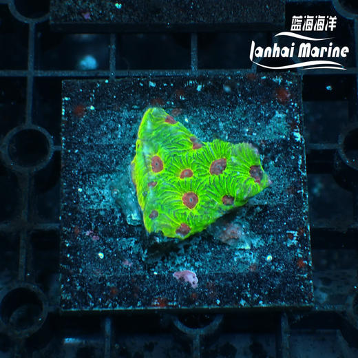 人工彩虹蜂巢脑 商品图1