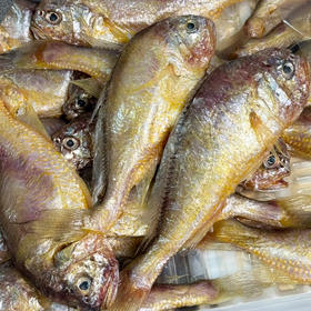 【康在此】黄海野生新鲜梅童鱼 大头宝 肉质细腻鲜嫩 入口即化 零冰衣发货